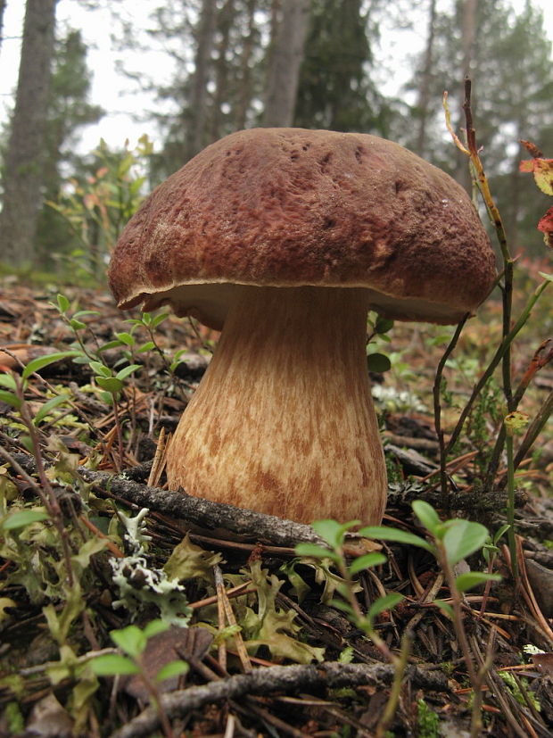 hríb sosnový Boletus pinophilus Pil. et Dermek in Pil.