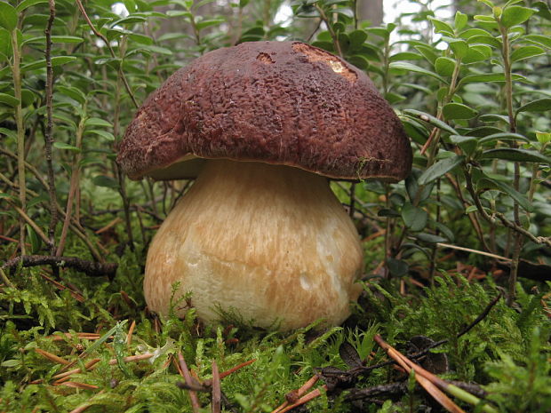 hríb sosnový Boletus pinophilus Pil. et Dermek in Pil.