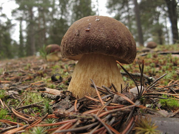 hríb sosnový Boletus pinophilus Pil. et Dermek in Pil.