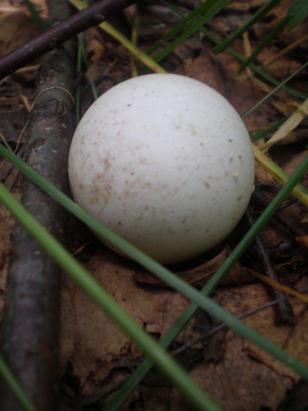 vatovec obrovský Calvatia gigantea (Batsch) Lloyd