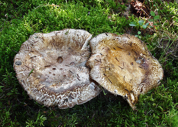 náramkovka cisárska Catathelasma imperiale (P. Karst.) Singer