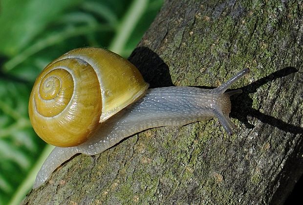 slimák meňavý Cepaea hortensis