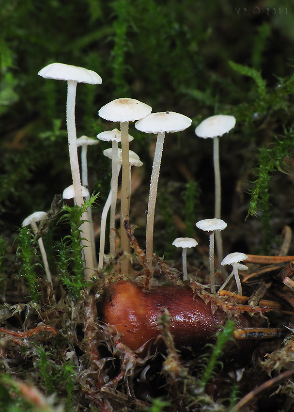 peniazovka hľúzkovitá Collybia tuberosa (Bull.: Fr.) Kumm.