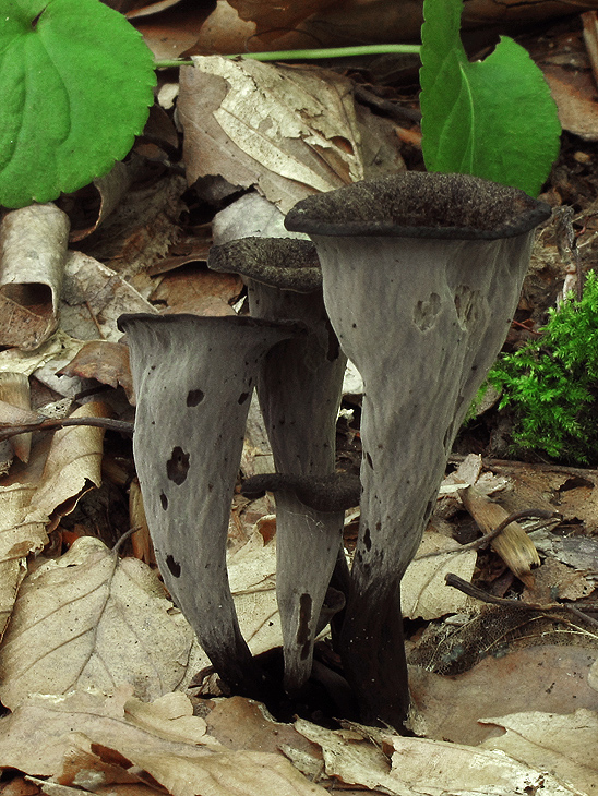 lievik trúbkovitý Craterellus cornucopioides (L.) Pers.