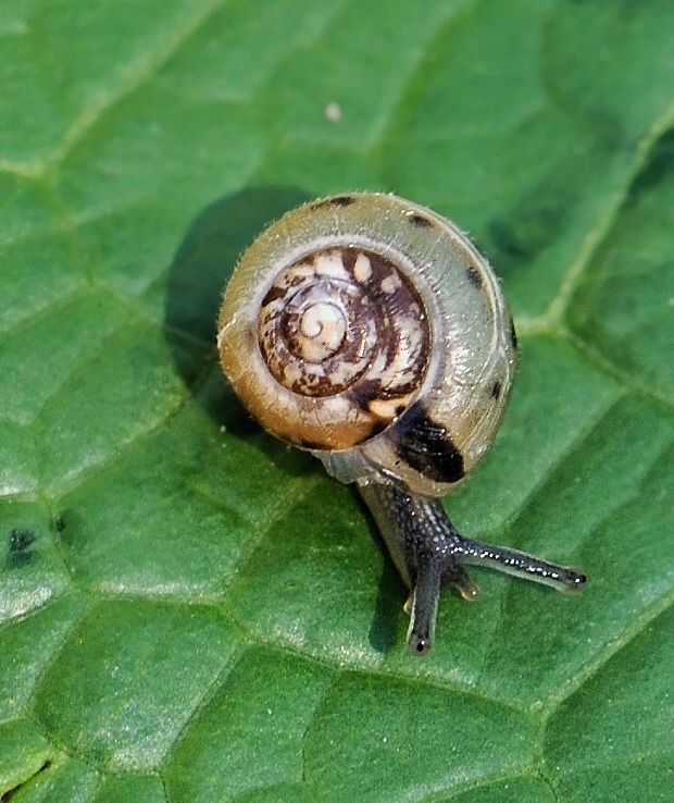 slimák Euomphalia strigella