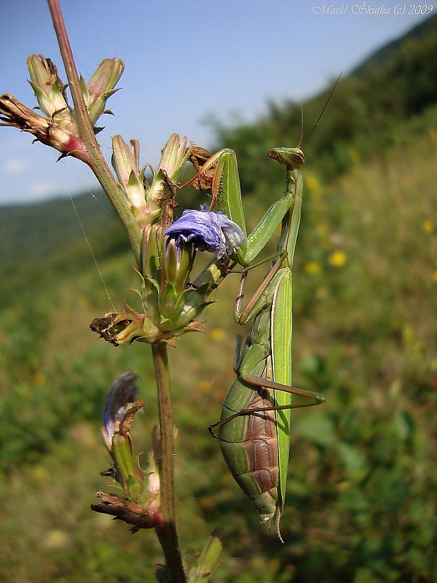 modlivka zelená Mantis religiosa