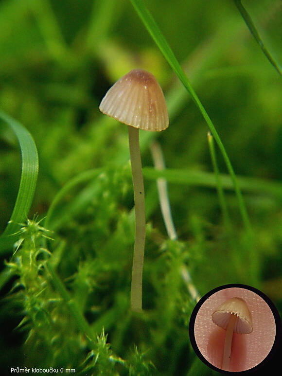 helmovka hnědobřitká Mycena olivaceomarginata ?