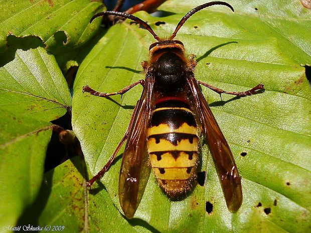 sršeň obyčajný Vespa crabro