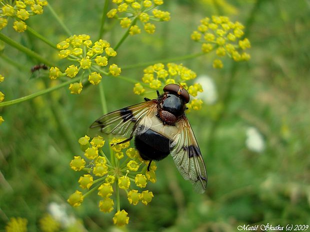 pestrica priesvitná Volucella pellucens