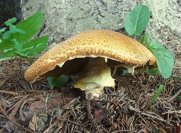 pečiarka obrovská Agaricus augustus Fr.