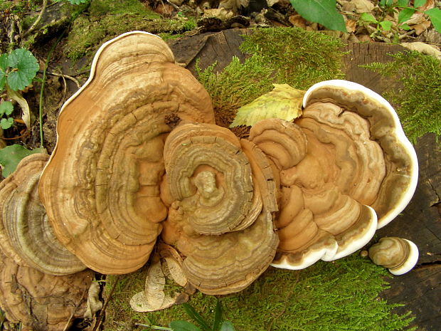 lesklokôrovka plochá Ganoderma applanatum (Pers.) Pat