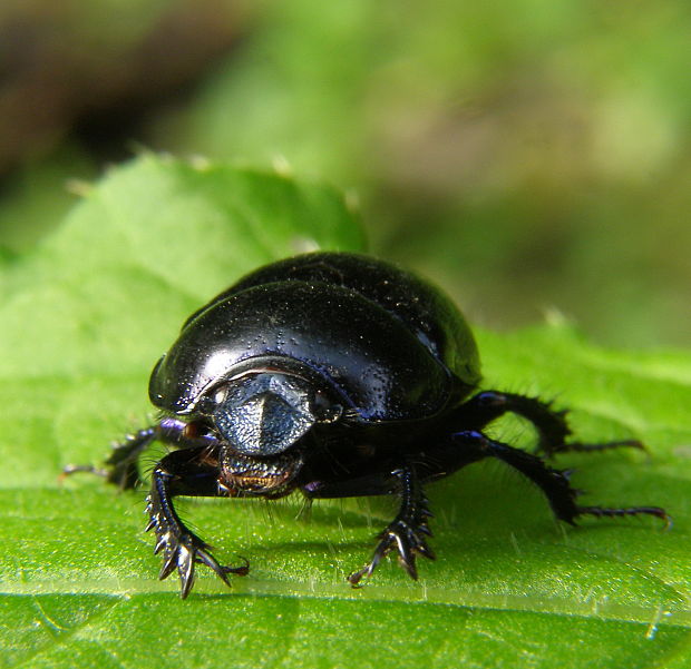 lajniak obyčajný Geotrupes stercorarius