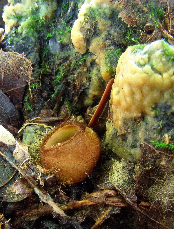 humária polguľovitá Humaria hemisphaerica (F.H. Wigg.) Fuckel