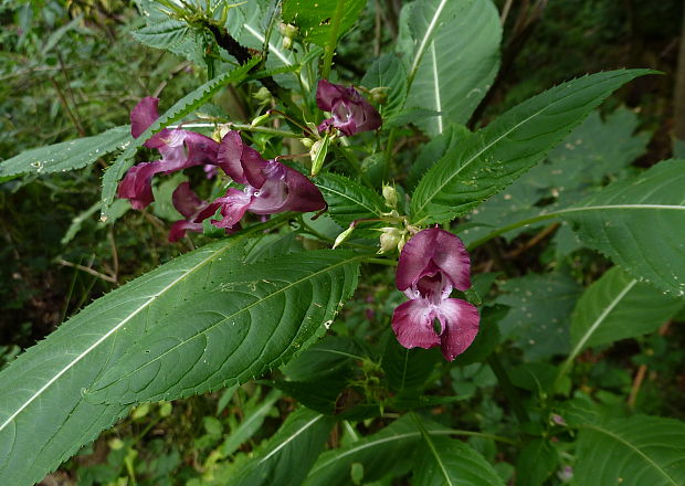 netýkavka žliazkatá Impatiens glandulifera Royle