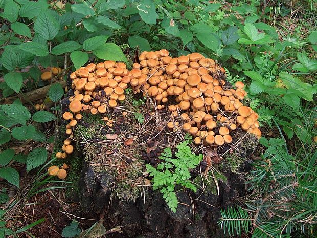 šupinačka menlivá Kuehneromyces mutabilis (Schaeff.) Singer & A.H. Sm.