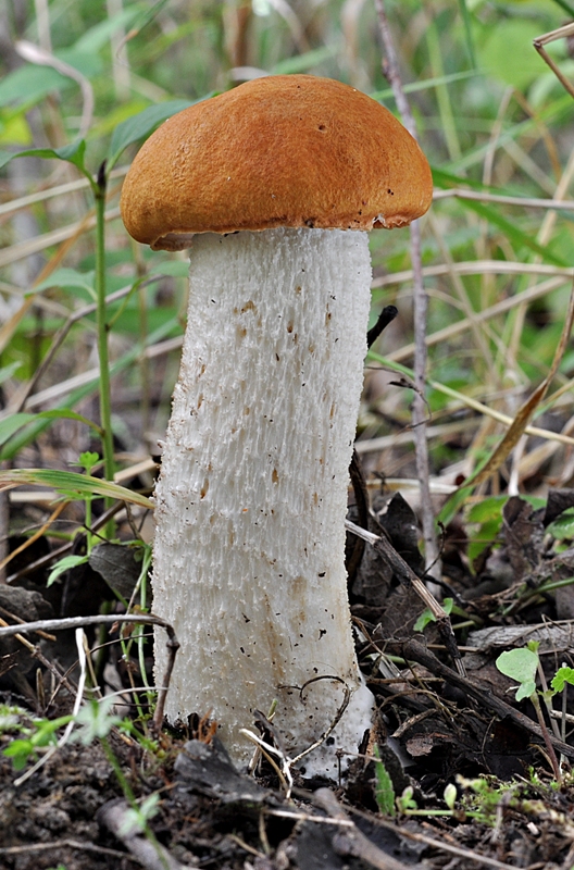 kozák osikový Leccinum albostipitatum den Bakker & Noordel.