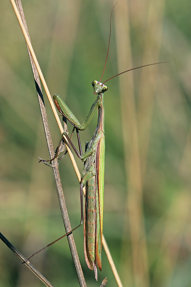 modlivka zelená  Mantis religiosa