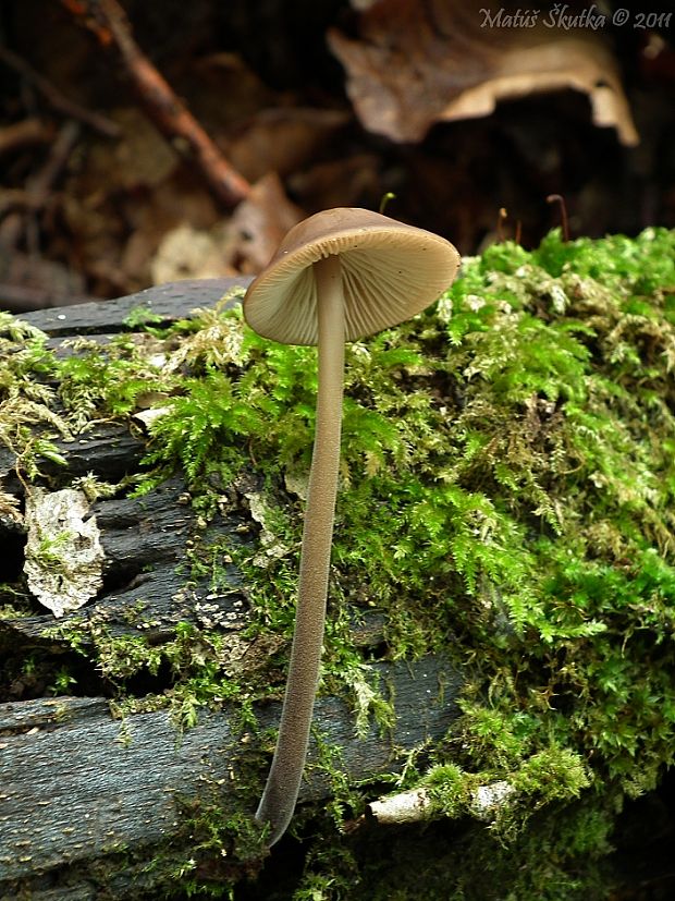 tanečnica cesnaková Mycetinis alliaceus (Jacq.) Earle ex A.W. Wilson & Desjardin