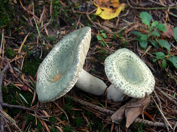 plávka zelenkastá Russula virescens (Schaeff.) Fr.