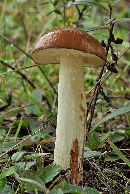 masliak zrnitý Suillus granulatus (L.) Roussel