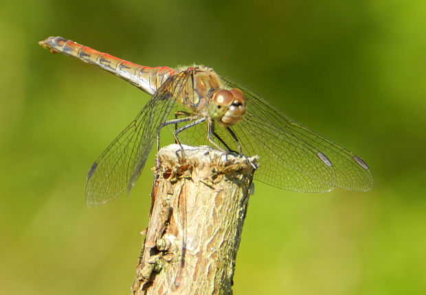 vážka pestrá Sympetrum striolatum