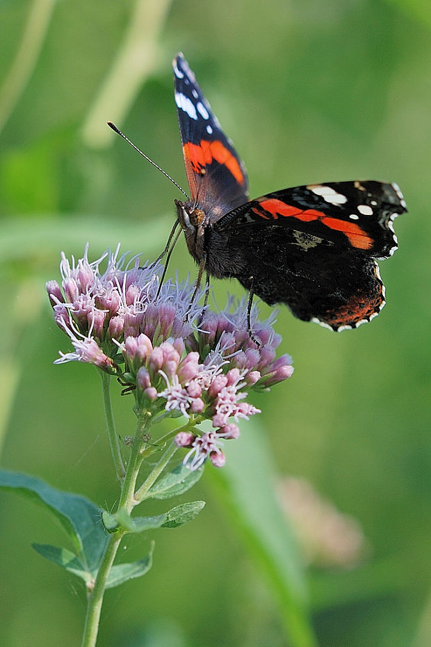 babôčka admirálska  Vanessa atalanta