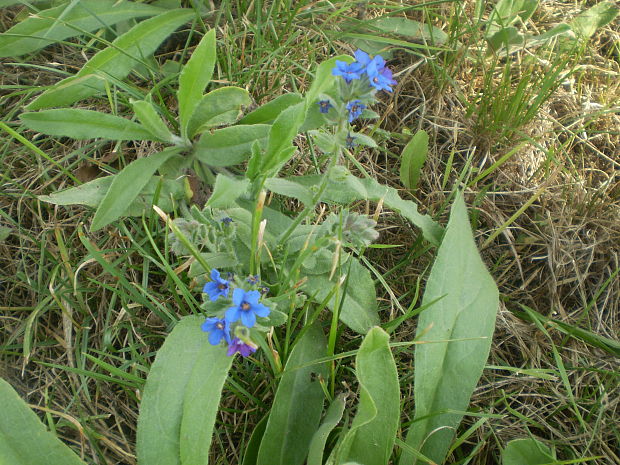 smohla lekárska Anchusa officinalis L.