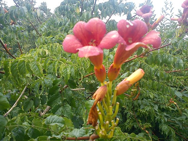 v susedovej záhrade Campsis radicans