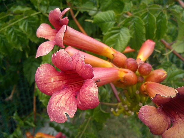 v susedovej záhrade Campsis radicans