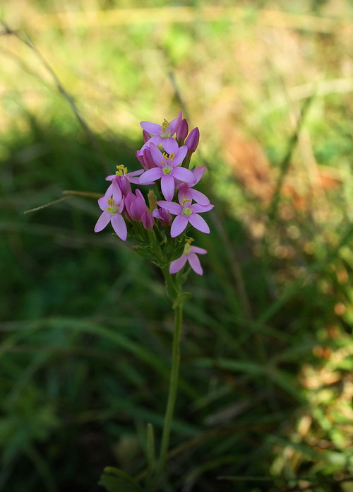 zemežlč menšia Centaurium erythraea Rafn