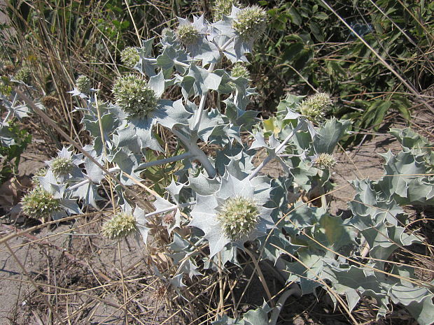 kotúč  prímorský Eryngium maritimum L.