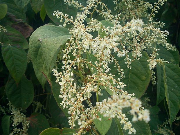 včerajšia pešia vychádzka do vinohradu cca 4 km Fallopia japonica (Houtt.) Ronse Decr.