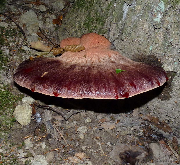 pečeňovec dubový Fistulina hepatica (Schaeff.) With.