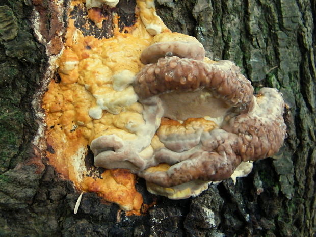 práchnovček pásikavý Fomitopsis pinicola (Sw.) P. Karst.