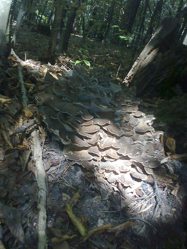 trsovnica lupeňovitá Grifola frondosa (Dicks.) Gray