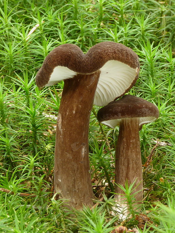 rýdzik čiernozamatový Lactarius lignyotus Fr.