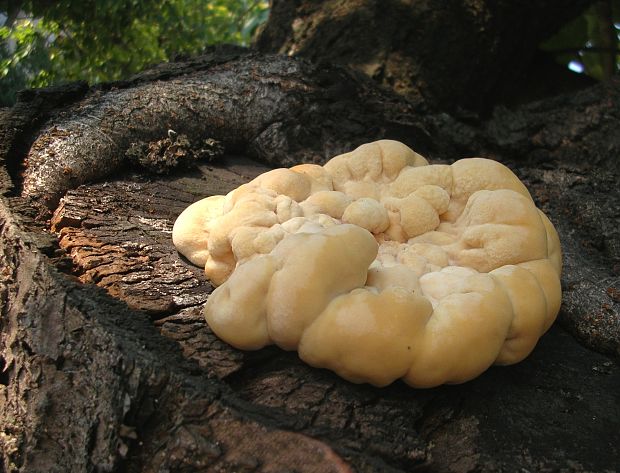 sírovec obyčajný Laetiporus sulphureus (Bull.) Murrill