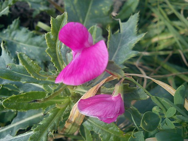 jesenné kvietky Lathyrus tuberosus L.