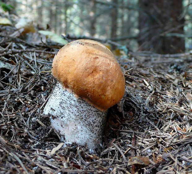 kozák žltooranžový Leccinum versipelle (Fr. & Hök) Snell