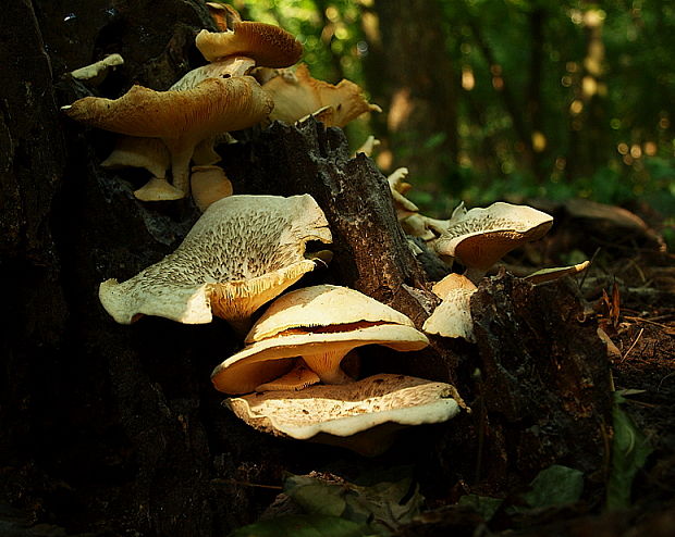 húževnatec tigrovaný Lentinus tigrinus (Bull.) Fr.