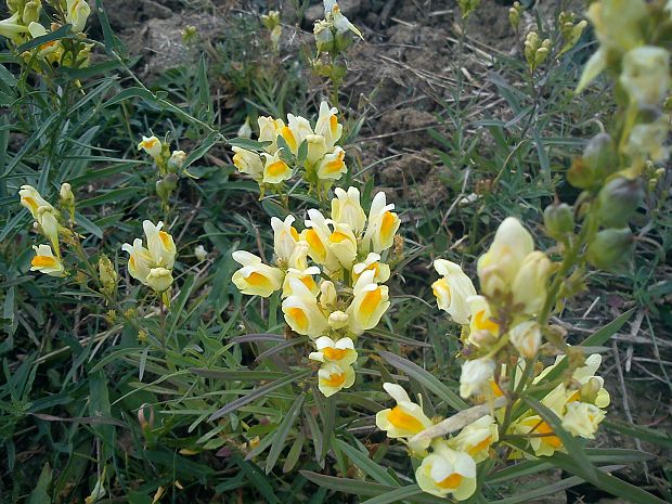 pyštek obyčajný Linaria vulgaris Mill.