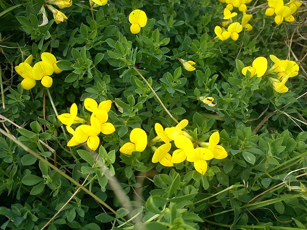 jesenné kvietky Lotus corniculatus L.