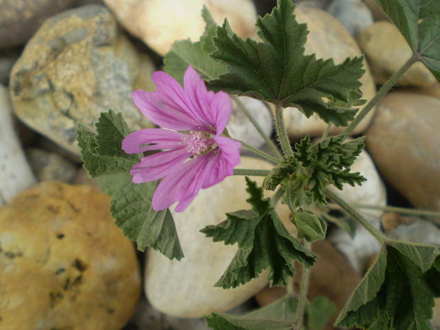 slez lesný Malva sylvestris L.