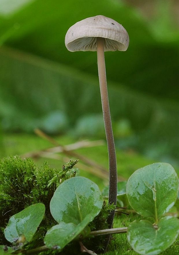 tanečnica cesnaková Mycetinis alliaceus (Jacq.) Earle ex A.W. Wilson & Desjardin