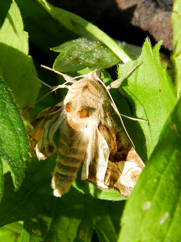 sivkavec mramorovaný Phlogophora meticulosa