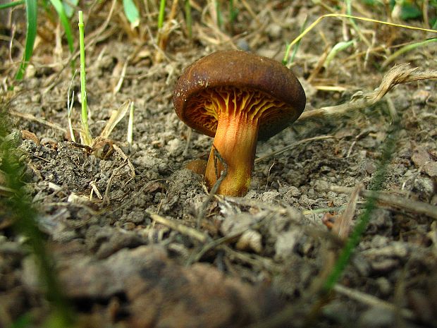 lupeňopórovec hnedožltý Phylloporus pelletieri (Lév.) Quél.