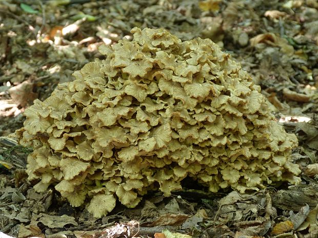 trúdnik klobúčkatý Polyporus umbellatus (Pers.) Fr.