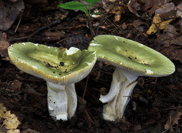 plávka buková Russula heterophylla var. chlora (Gillet, 1876)