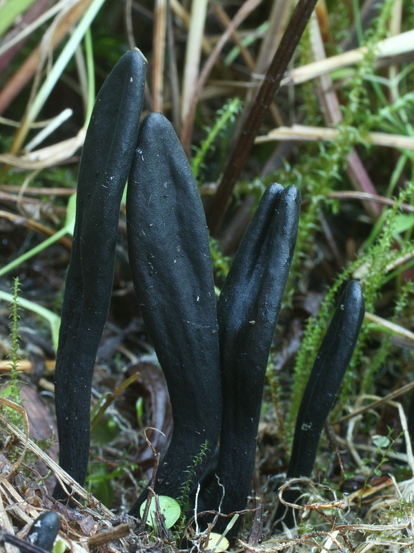 pajazýček Walterov Trichoglossum walteri (Berk.) E.J. Durand