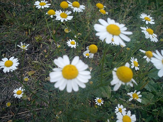 jesenné kvietky Tripleurospermum perforatum (Mérat) M. Lainz